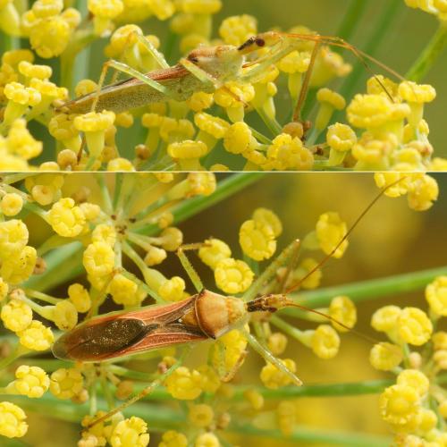 Réf. 285 915 : Zelus renardii